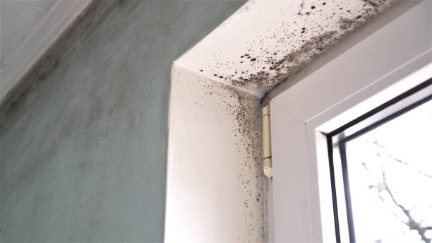Professional Mold Removal in Blythe, CA