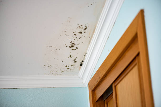 Attic Mold Removal in Blythe, CA