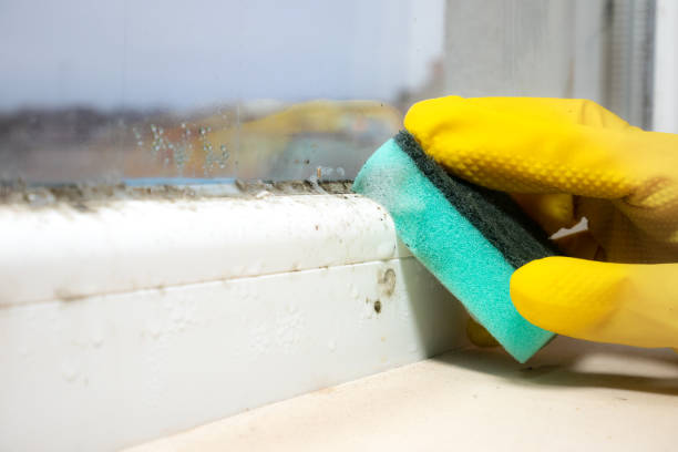 Mold Removal Process in Blythe, CA