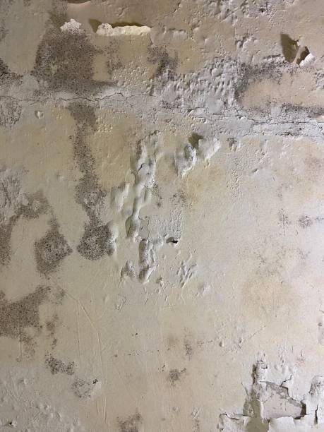 Best Mold Remediation Experts  in Blythe, CA