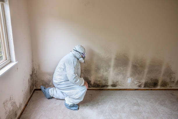 Best Mold Damage Repair  in Blythe, CA