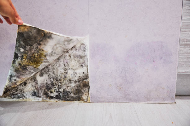 Best Mold Removal Near Me  in Blythe, CA
